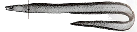 Ilyophis brunneus_claves.jpg